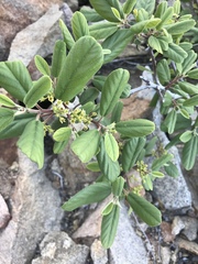 Frangula californica tomentella
