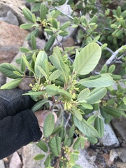 Frangula californica tomentella