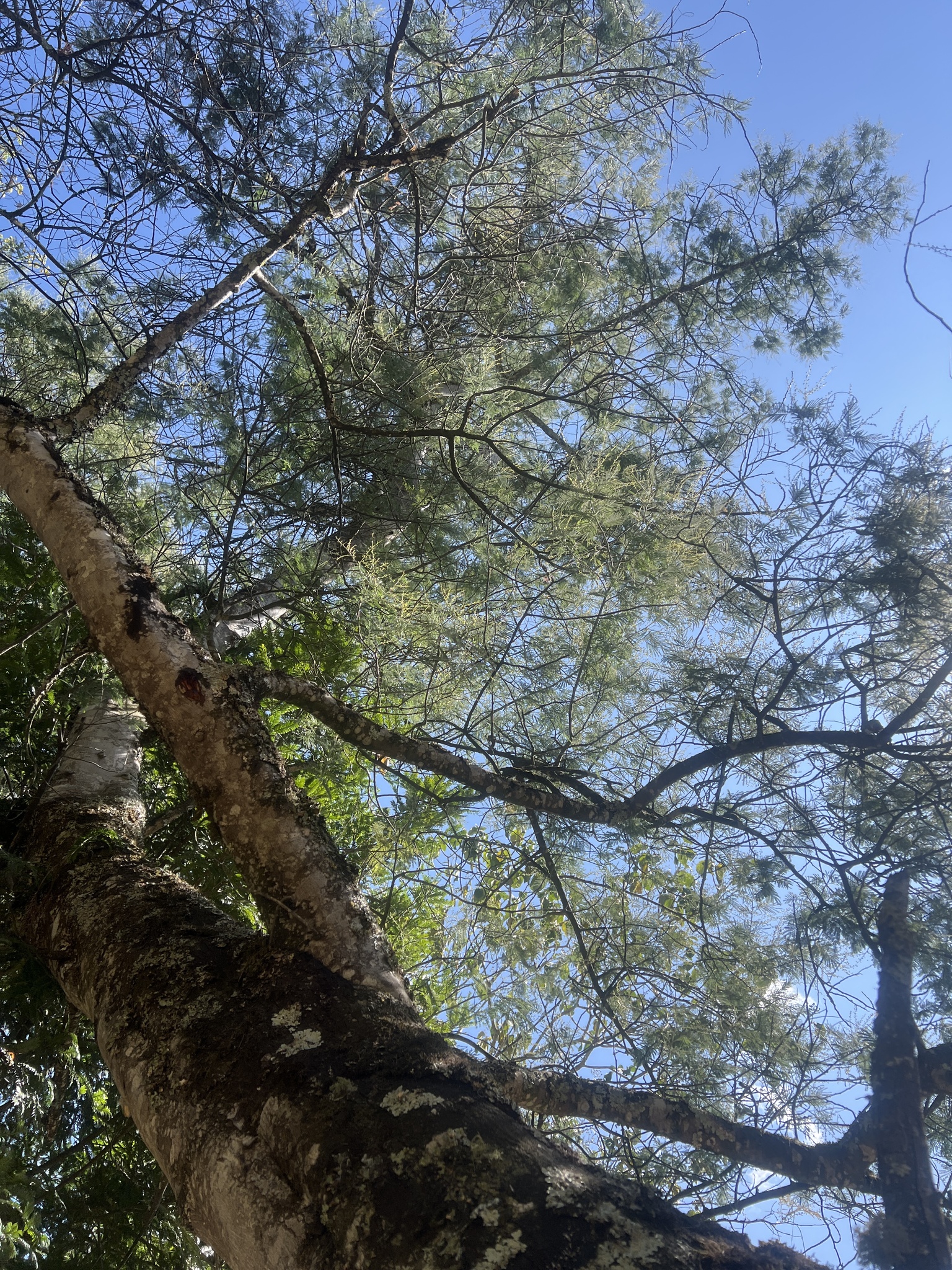 Acacia dealbata image