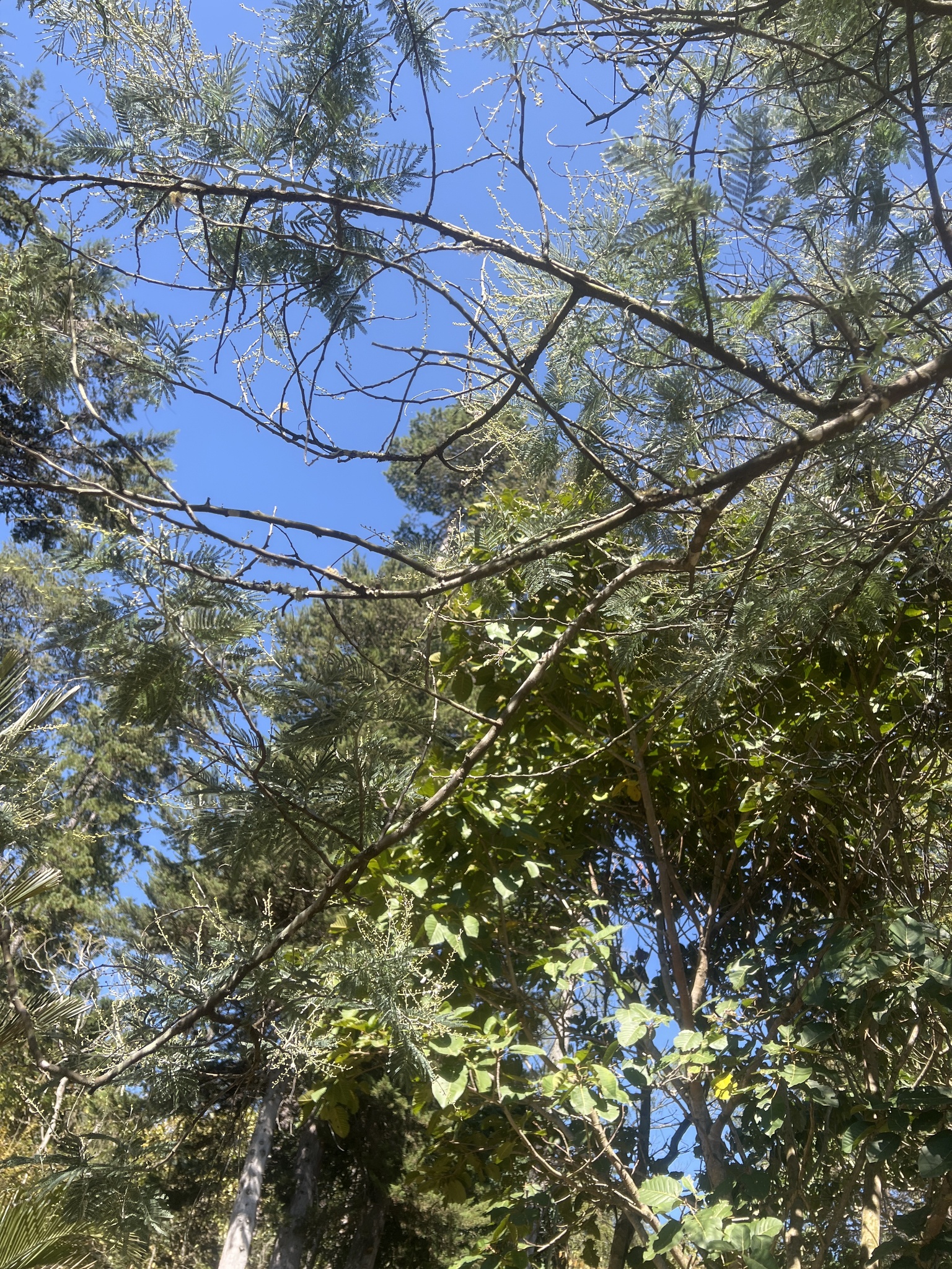 Acacia dealbata image