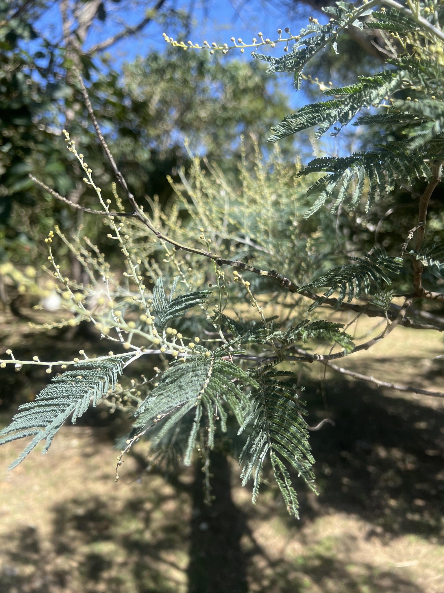 Acacia image