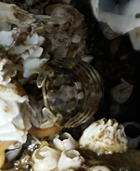 Gnorimosphaeroma oregonense