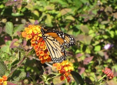 Danaus plexippus