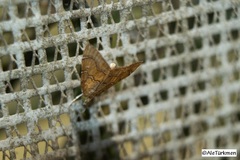 Glaphyria sesquistrialis