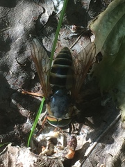 Tabanomorpha
