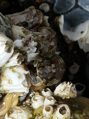 Gnorimosphaeroma oregonense