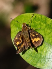 Potanthus trachala