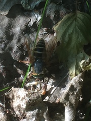 Tabanomorpha