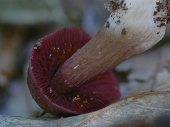 Mycena rutilantiformis
