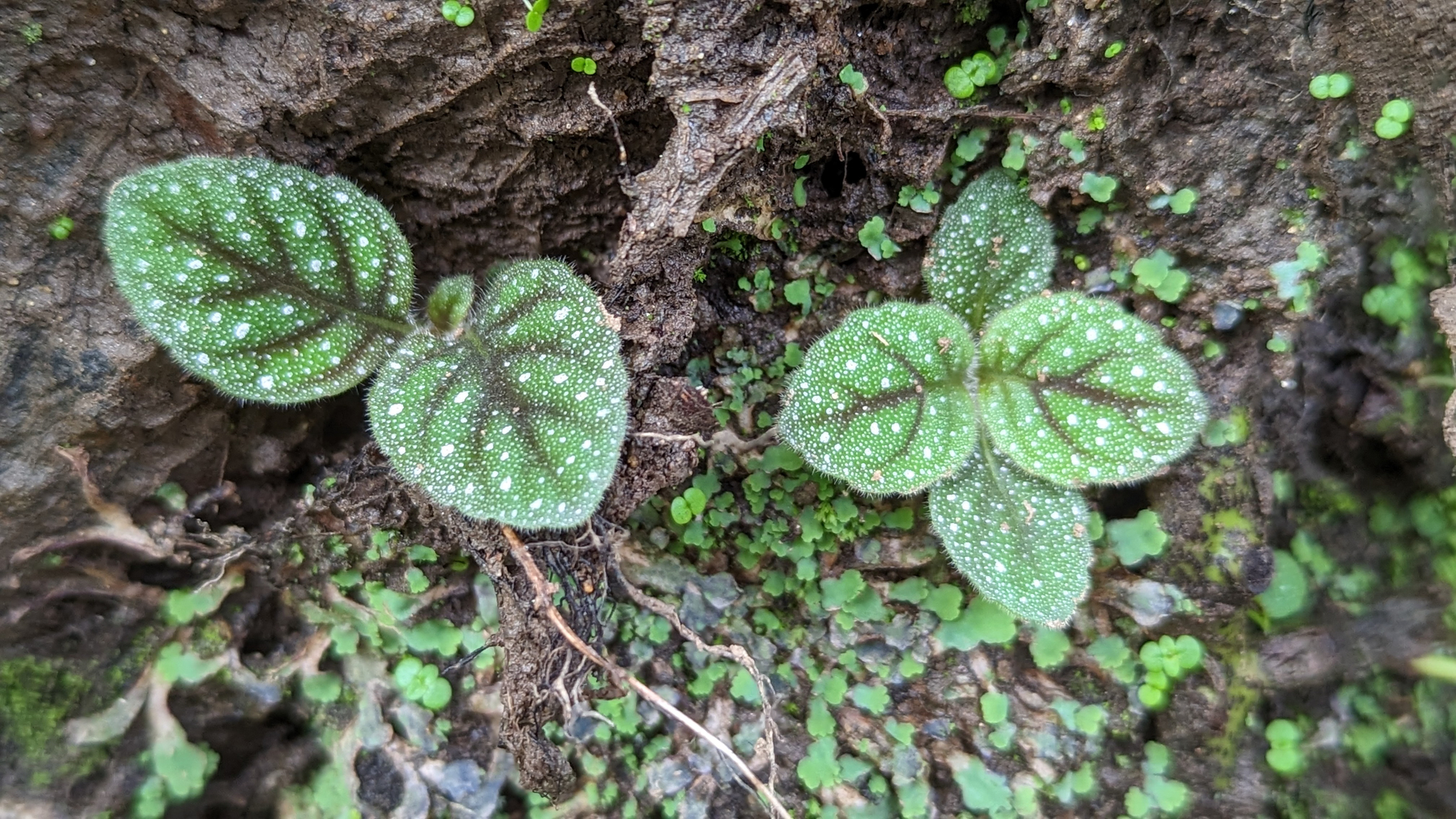 Gloxinia erinoides