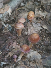 Mycena rutilantiformis