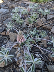 Lupinus constancei