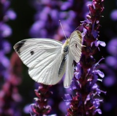 Pieris rapae
