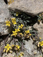 Physaria kingii