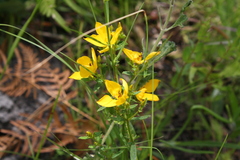 Rhexia lutea