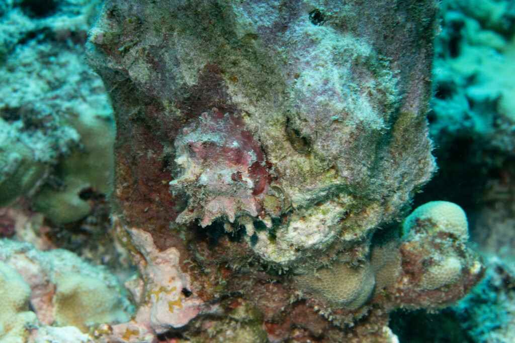 Ricinella rubusidaeus