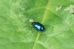 Altica cyanea