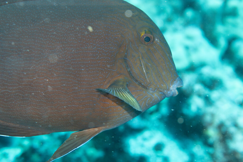 Bluelined surgeonfish