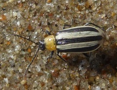 Acalymma trivittatum