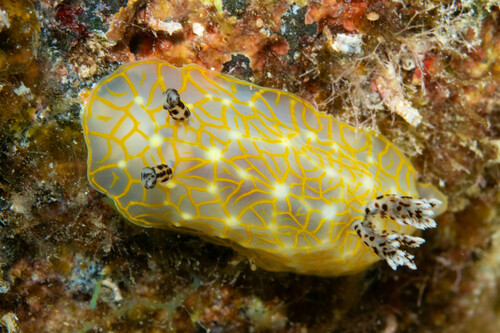 Halgerda terramtuentis