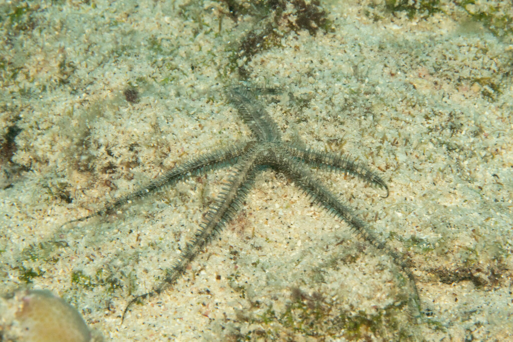 Breviturma dentata