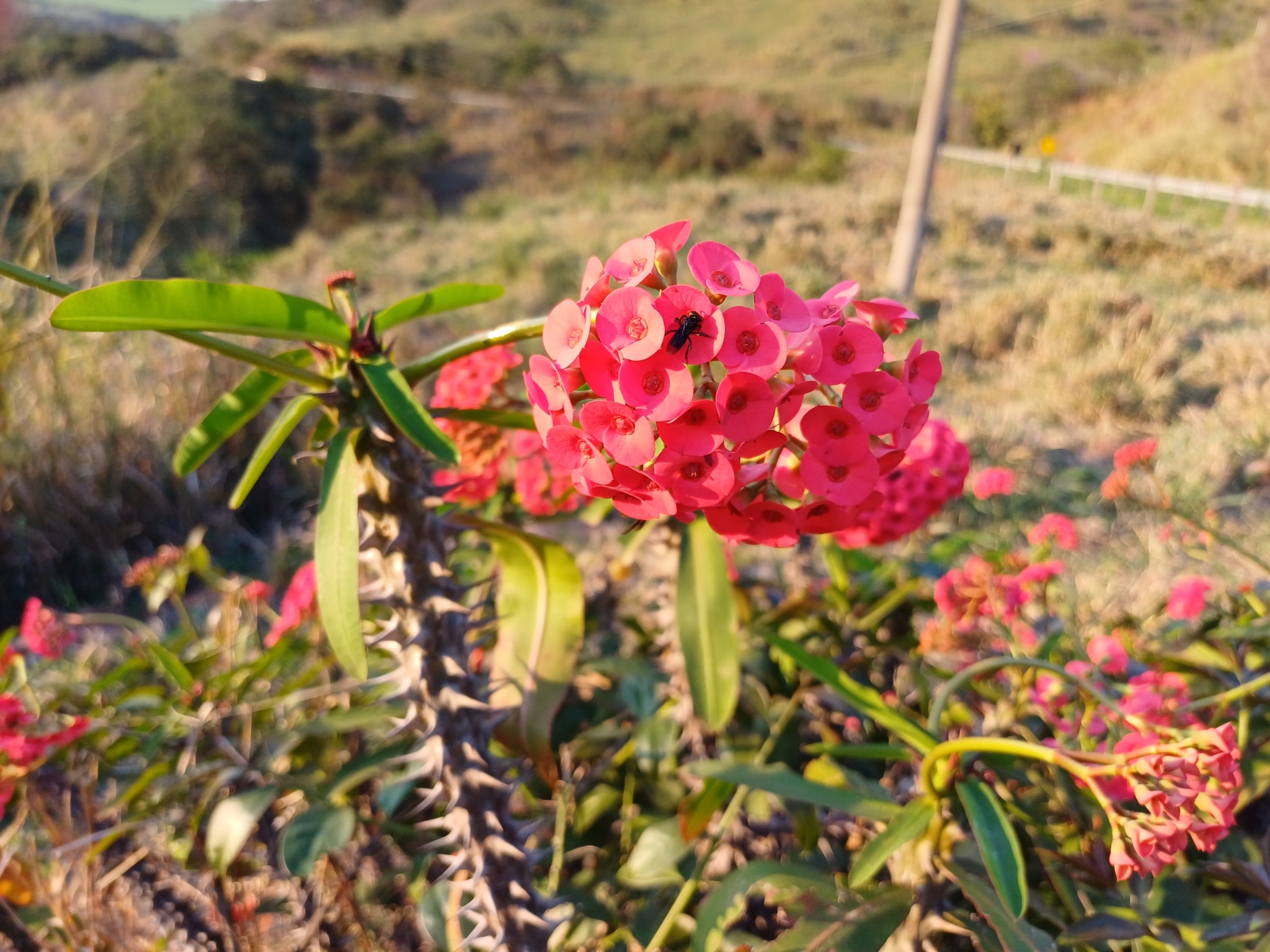 Euphorbia milii