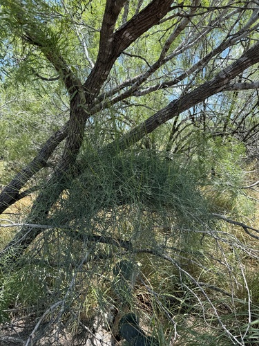 Image of Ephedra pedunculata by (c) Chet Burrier, some rights reserved (CC BY)