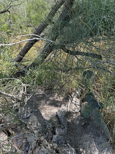 Image of Ephedra pedunculata by (c) Chet Burrier, some rights reserved (CC BY)