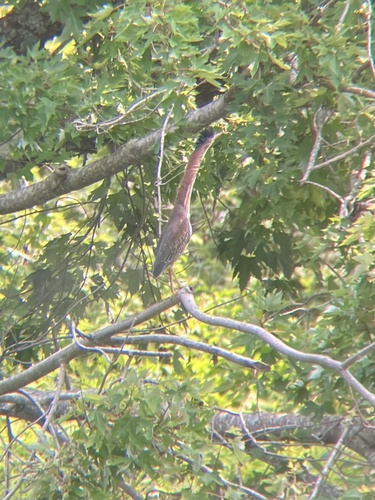 Green Heron photographed in Maine