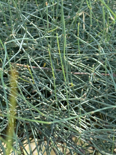 Image of Ephedra pedunculata by (c) Chet Burrier, some rights reserved (CC BY)