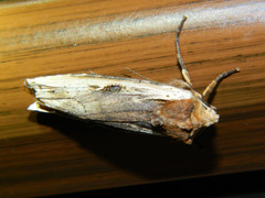 Xylena curvimacula