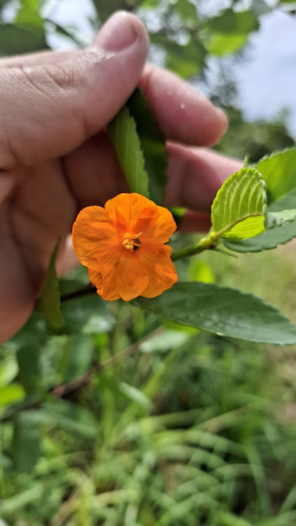 Turnera acuta