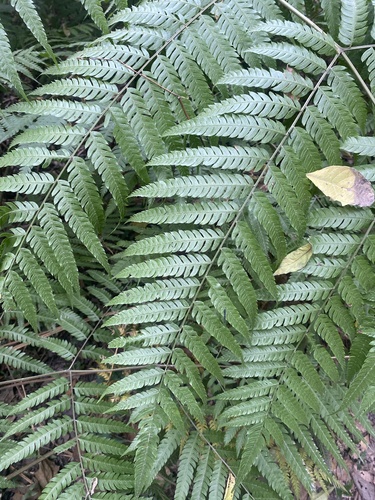 Pteris deflexa, 2024-08-03