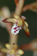 Corallorhiza maculata maculata