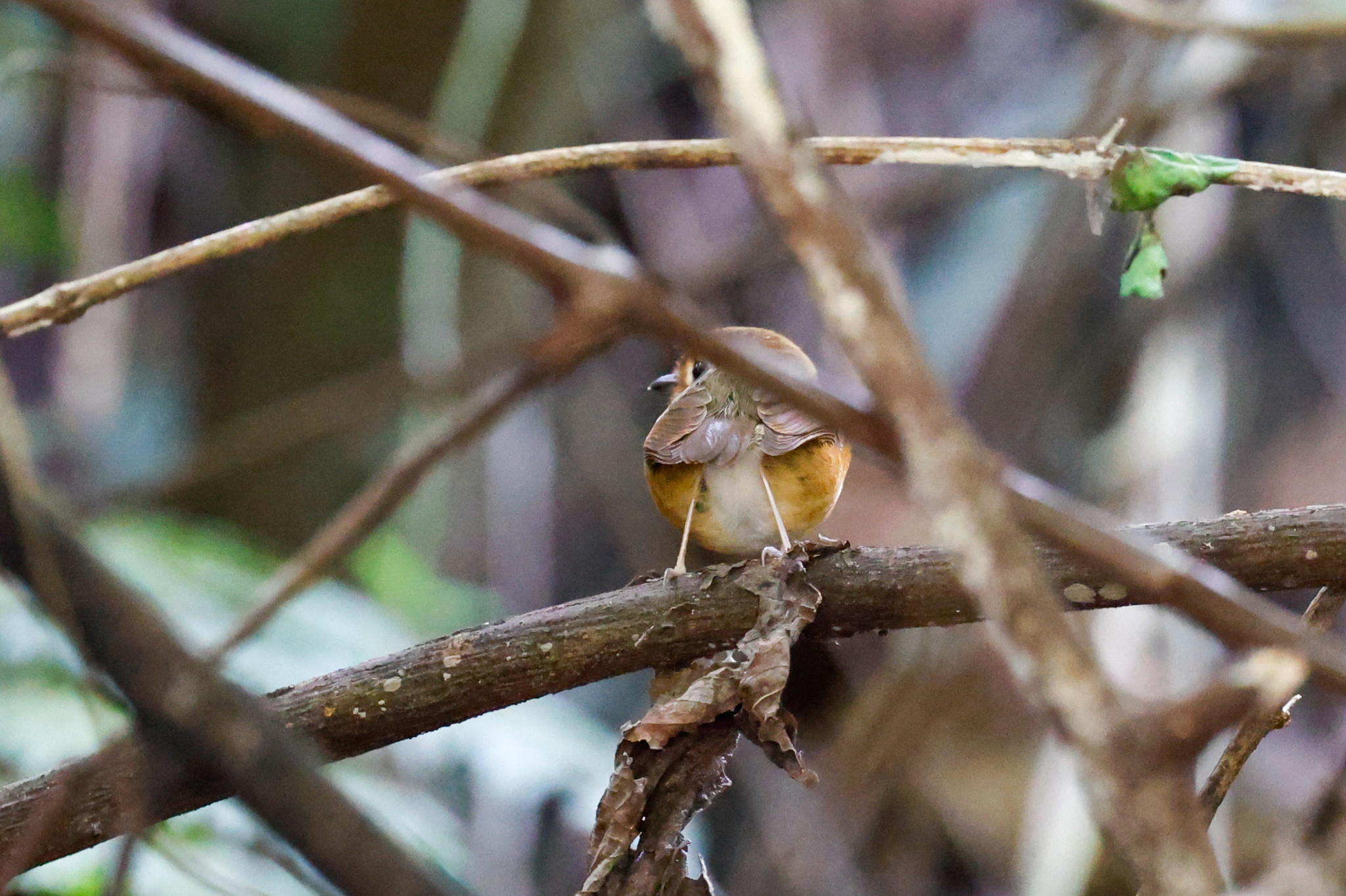 Rusty-breasted Antpitta illustration