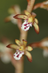 Corallorhiza maculata maculata