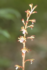 Corallorhiza maculata maculata