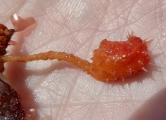 Boltenia villosa