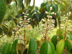 Miconia xalapensis