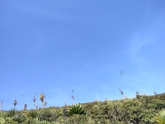 Rhynchopsitta terrisi