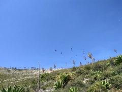 Rhynchopsitta terrisi