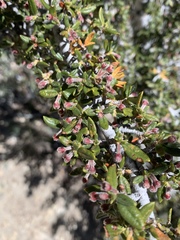 Cercocarpus ledifolius intermontanus