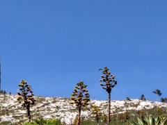 Rhynchopsitta terrisi