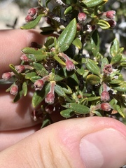 Cercocarpus ledifolius intermontanus