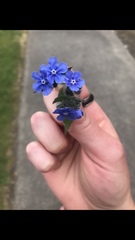 Pentaglottis sempervirens