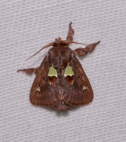 Limacodidae image