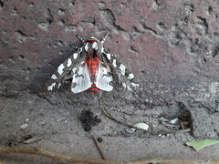 Arachnis dilecta