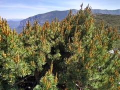 Pinus culminicola