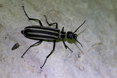 Epicauta atrivittata