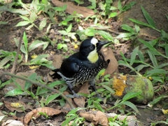 Melanerpes formicivorus flavigula